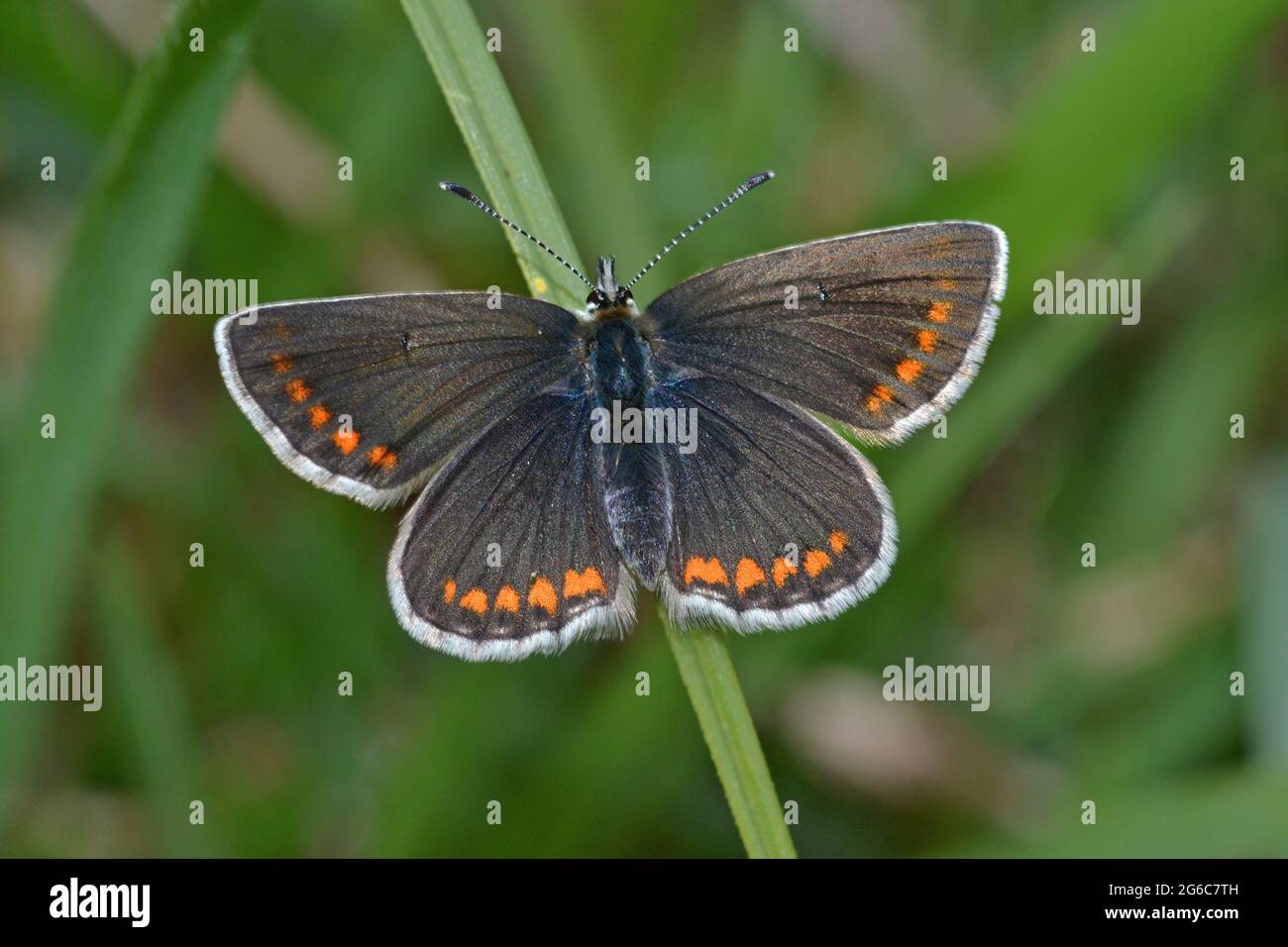 The rare Northern Brown Argus butterfly, female, Cumbria, England Stock Photo