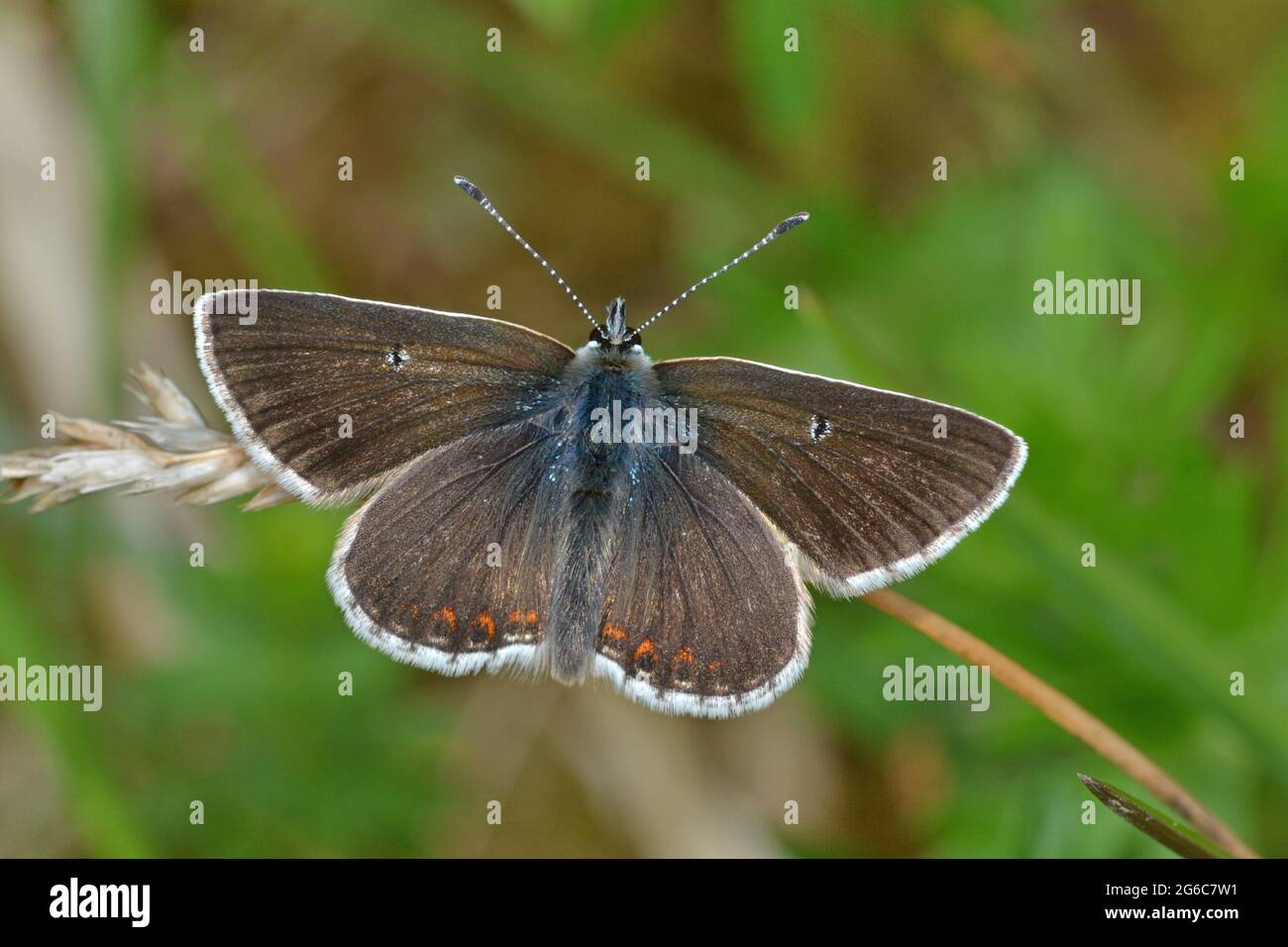 The rare Northern Brown Argus butterfly, male, Cumbria, England Stock Photo