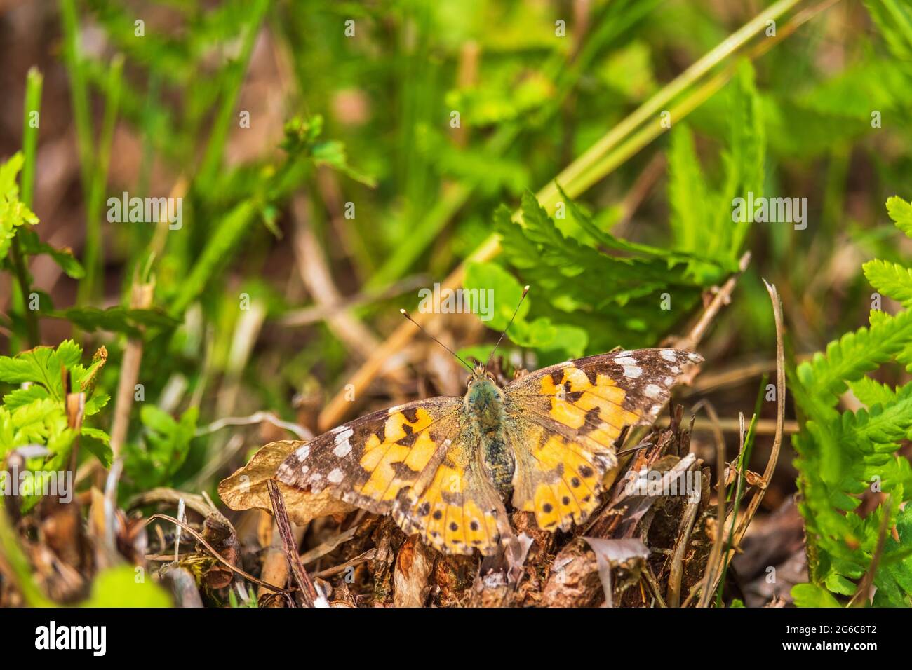 Painted lady butterfly with spread wings on a meadow Stock Photo