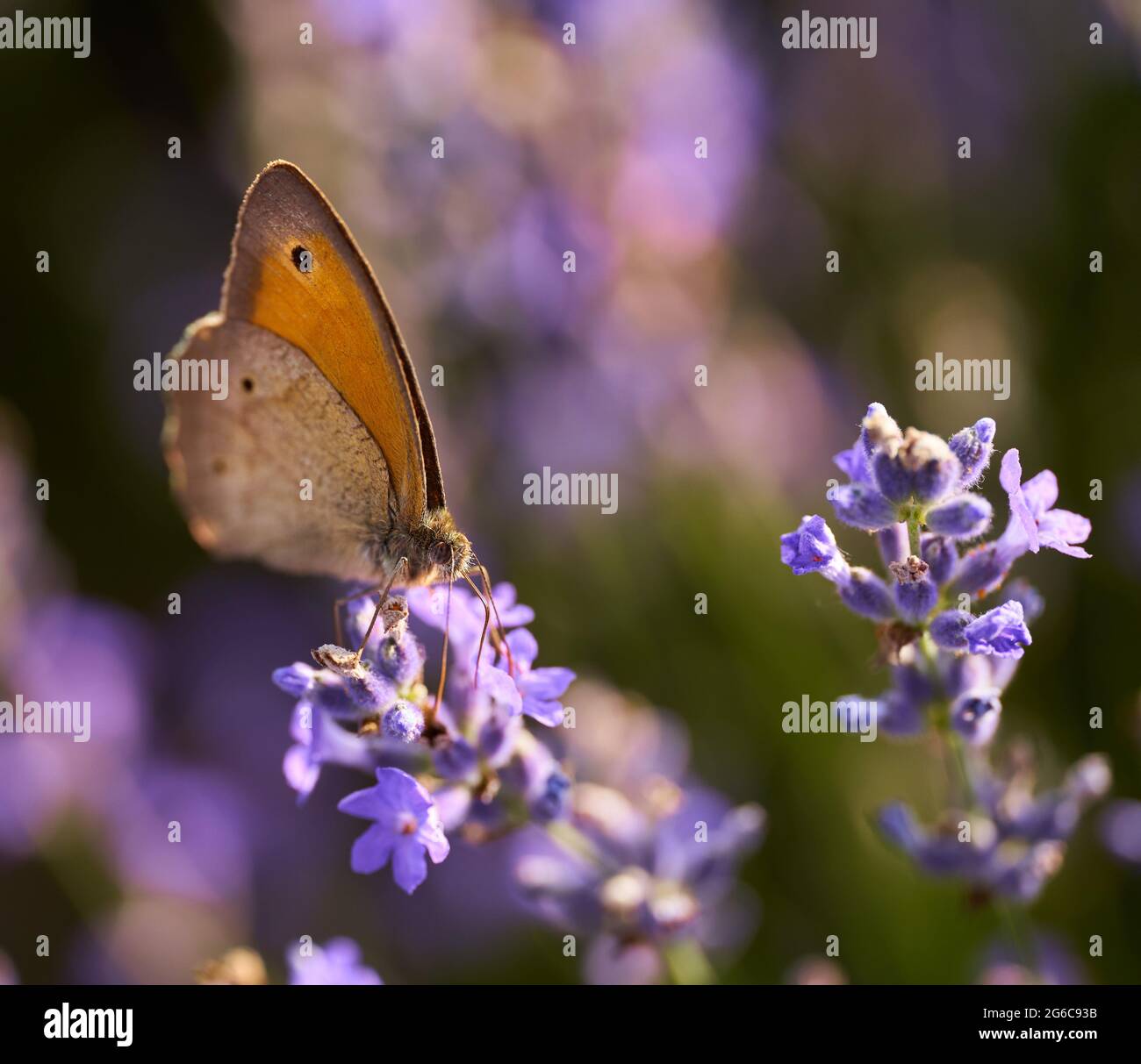 Closeup of a butterfly feeding on nectar from a lavender flower in the ...