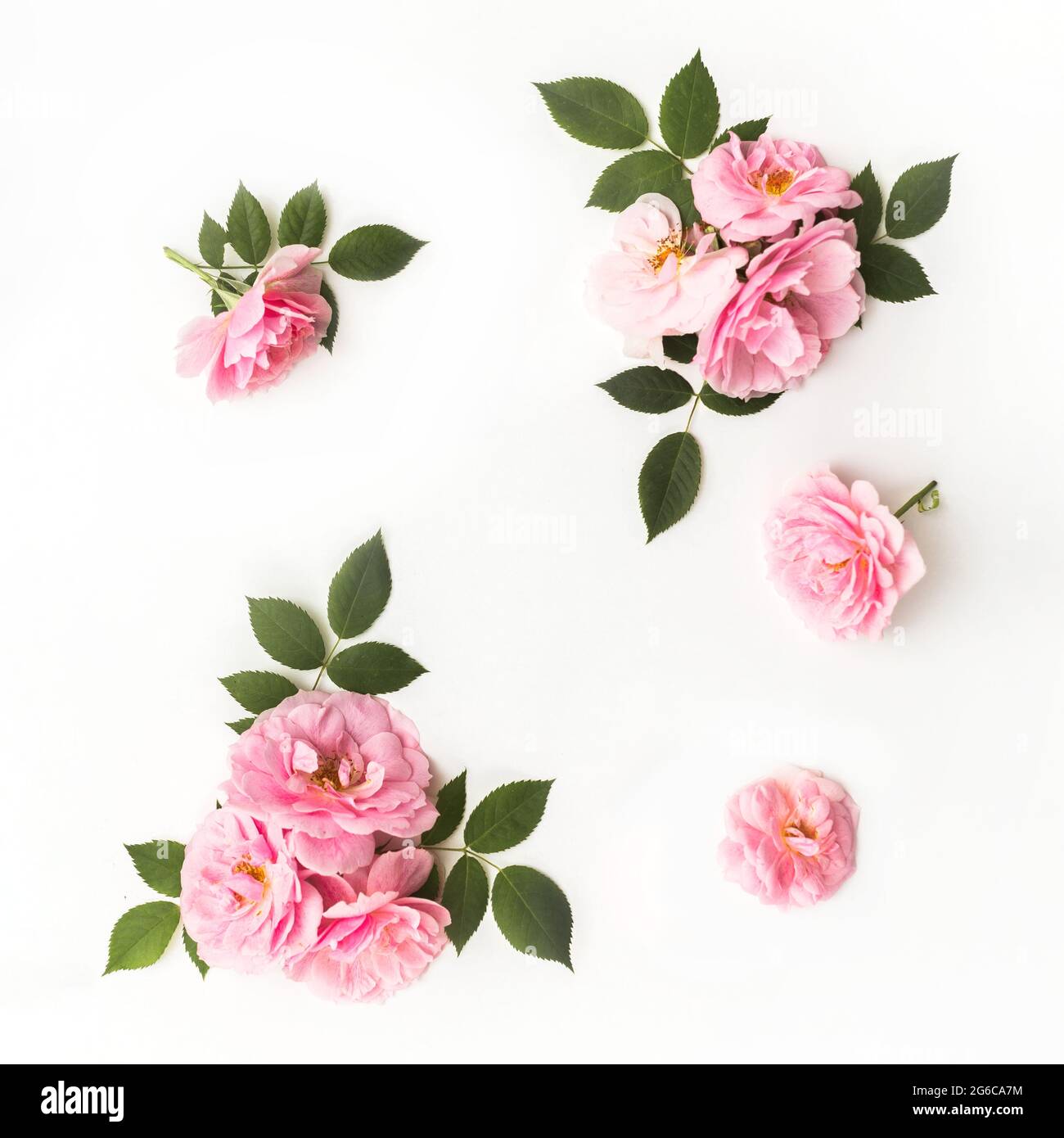 Pink rose flowers petals on white background. Flat lay, top view, copy  space., Stock image