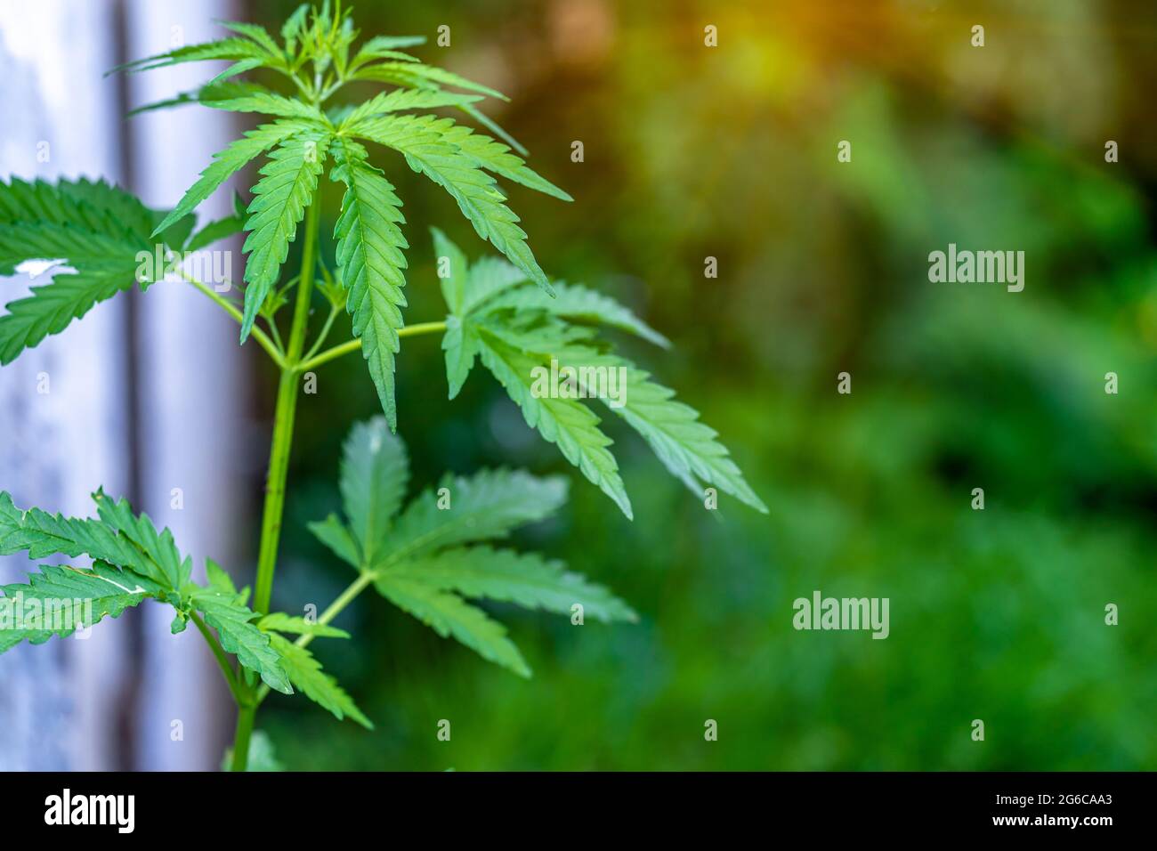 Marijuana light green leaf hi-res stock photography and images - Alamy