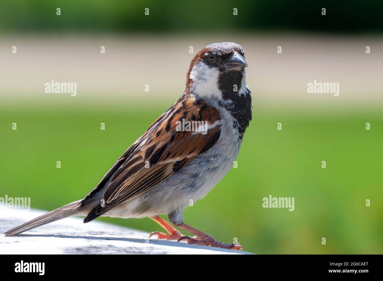 Sparrow (Passeridae) in close-up with plenty of space for text in front of unfocussed background. Stock Photo