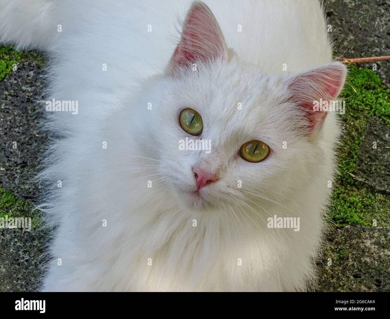 White cat with green eyes, looking in the camera, wonderful eyes. Cute and funny. Stock Photo