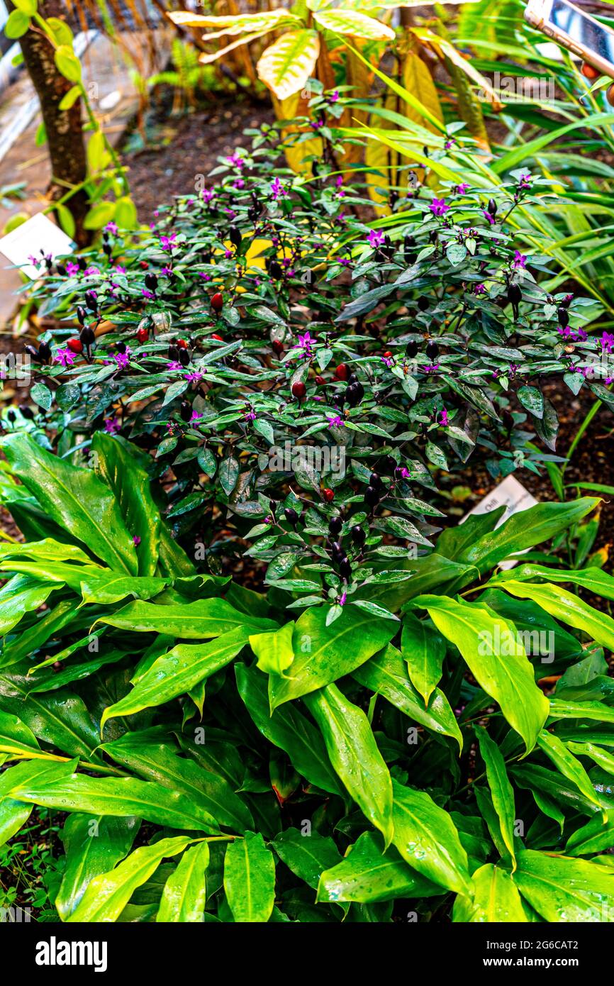 Cocoa leaves used to make chocolate Stock Photo Alamy