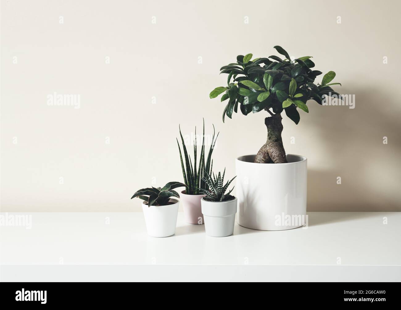 Home plants - sansevieria fernwood, sansevieria francisii, haworthia and ficus ginseng microcarpa in pots on a white background, minimalistic home dec Stock Photo