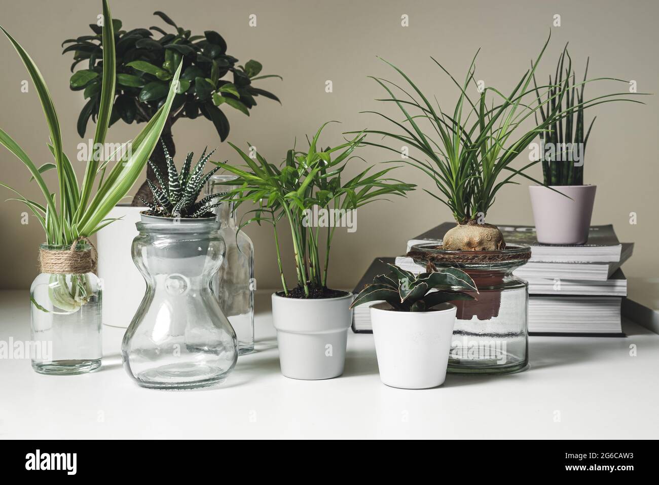 Various indoor mini plants in pots and glass jars on a white shelf, home gardening and home mini jungle concept Stock Photo
