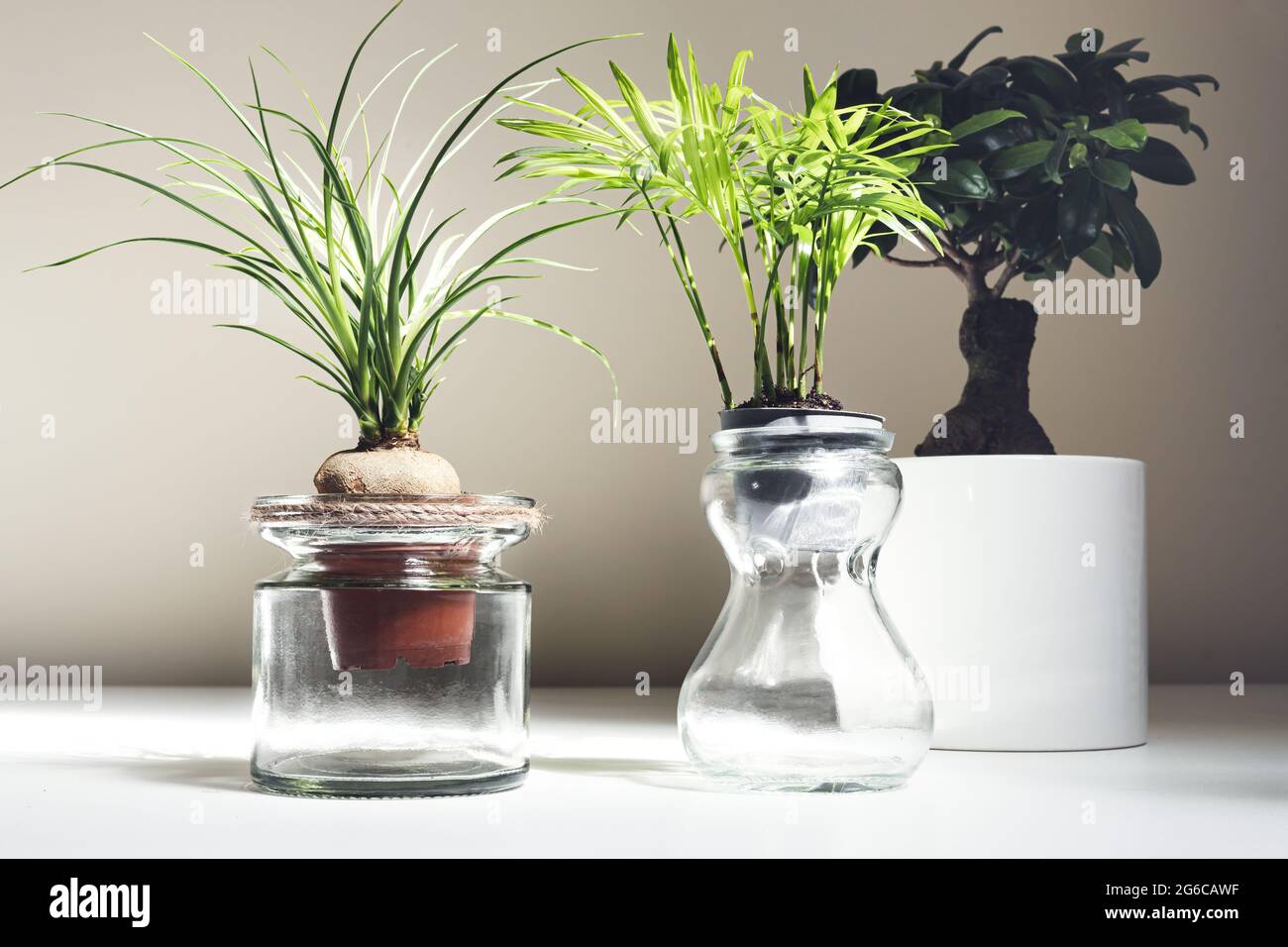 Indoor plants - beaucarnea recurvata, chamaedorea in glass jars and ficus ginseng on white table, home gardening concept Stock Photo