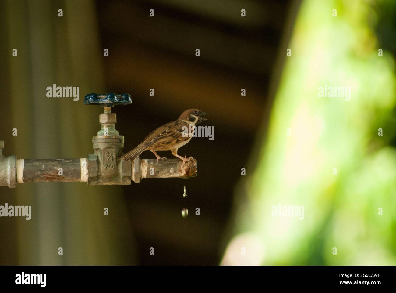 Sparrow at the faucet in the morning Stock Photo