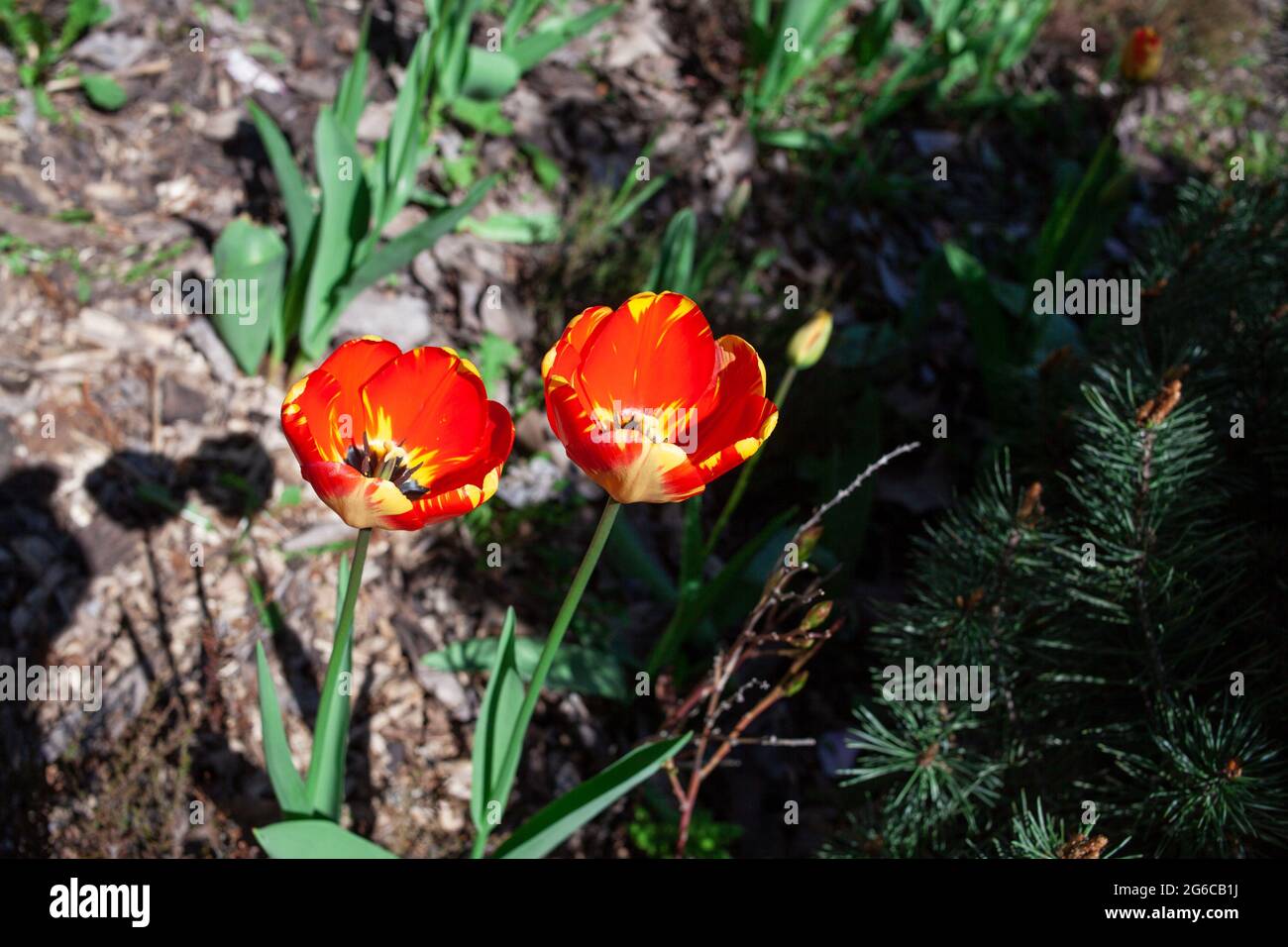 Bright blooming red and orange tulip flower in the field. Spring in botanical garden Stock Photo