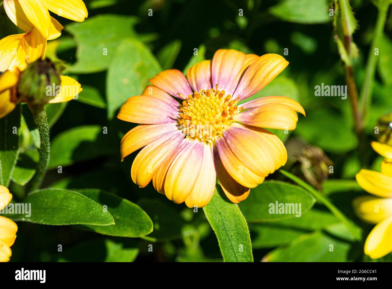 The flower of an Osteospermum Serenity Blushing Beauty Stock Photo