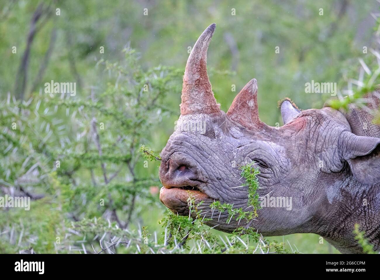 Black rhinoceros species, hook-lipped rhinoceros, Diceros bicornis, close-up eating. Etosha National Park, Namibia, Africa Stock Photo