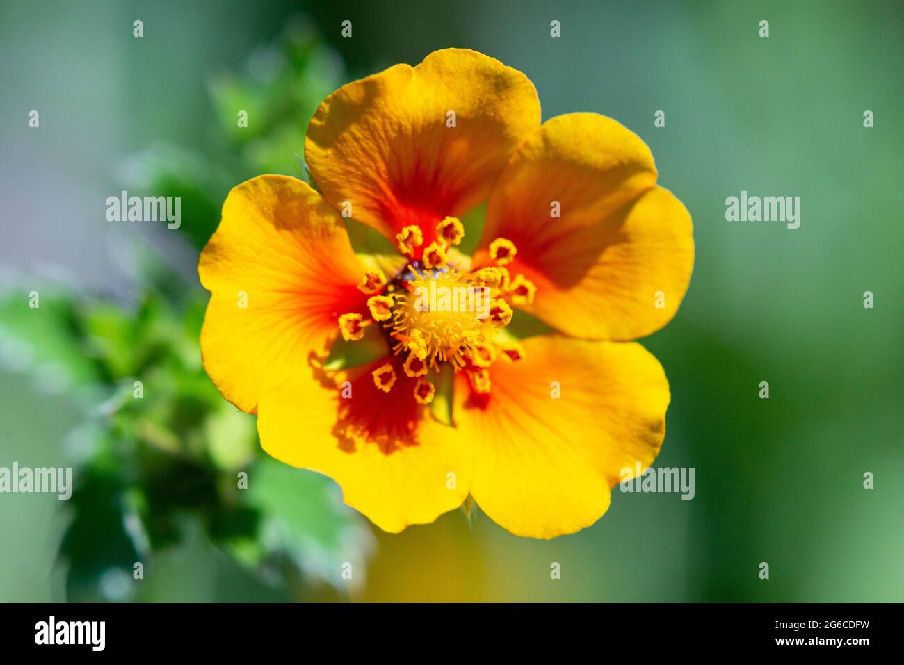 The flower of a staghorn cinquefoil (Potentilla × tonguei) Stock Photo
