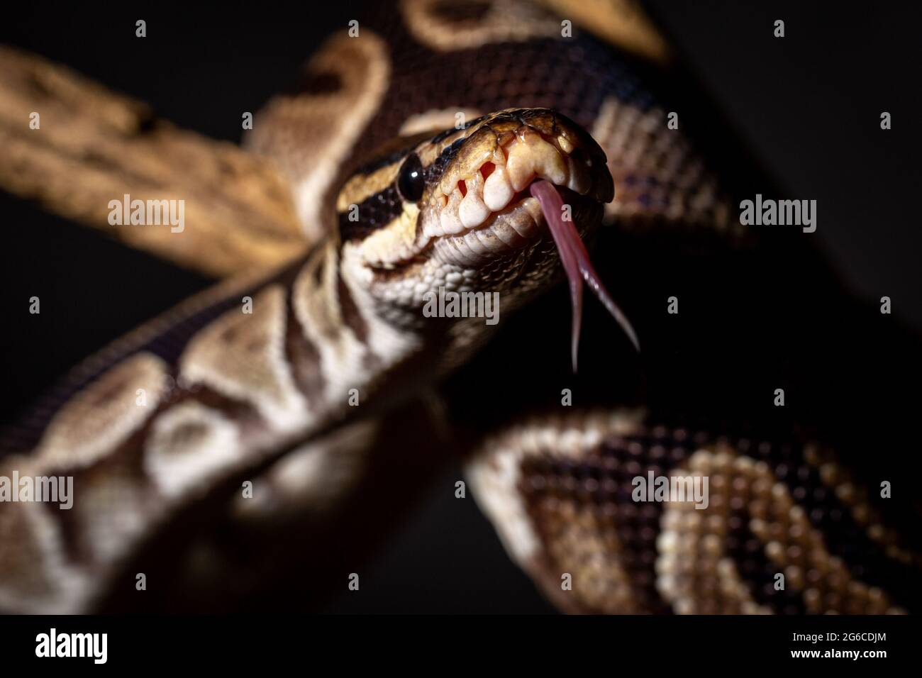Royal Python (Python regius) Studio Photography Stock Photo - Alamy