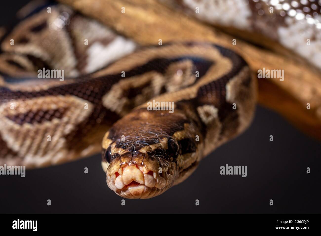 Royal Python (Python regius) Studio Photography Stock Photo - Alamy