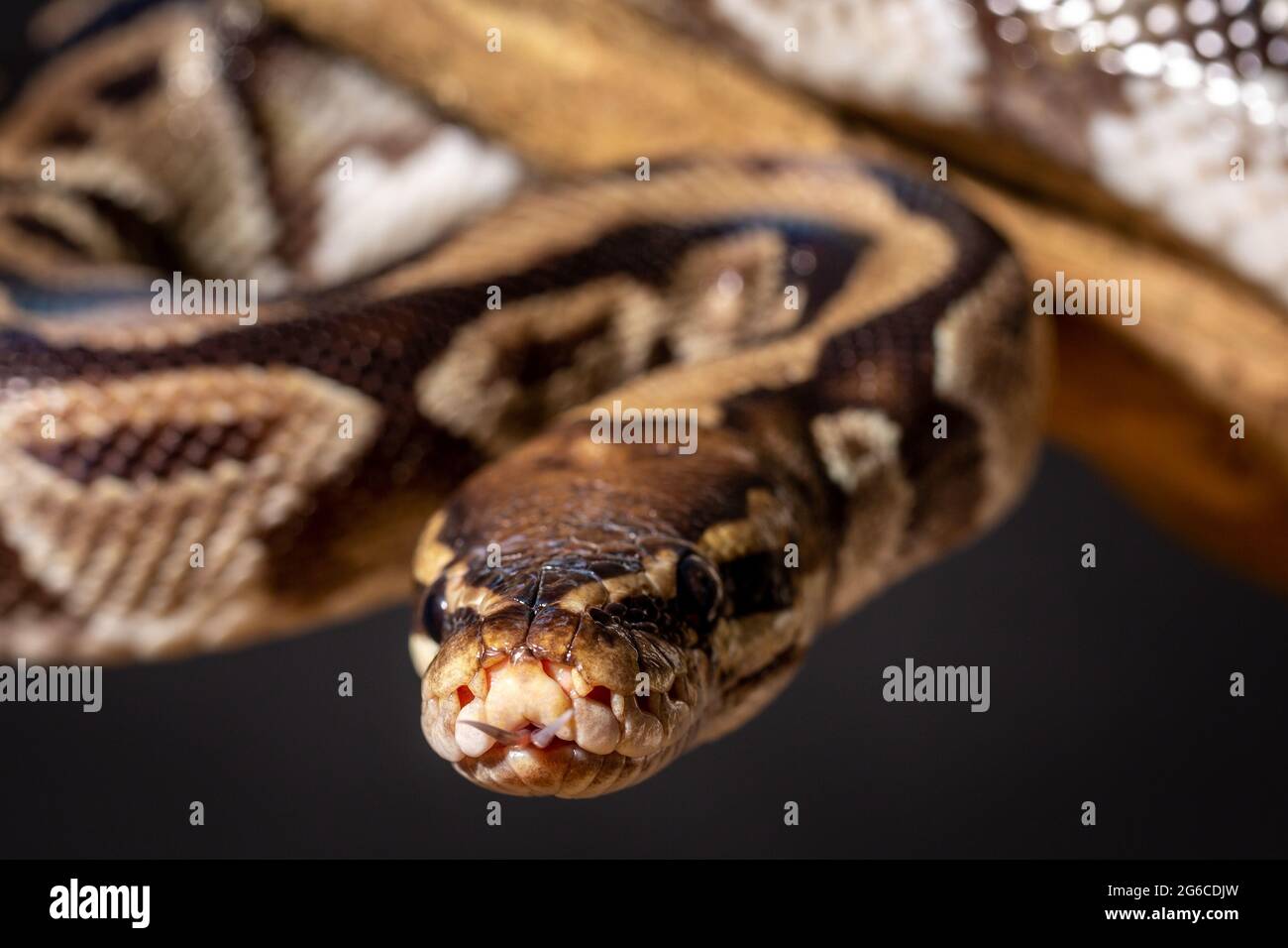 Royal Python (Python regius) Studio Photography Stock Photo - Alamy