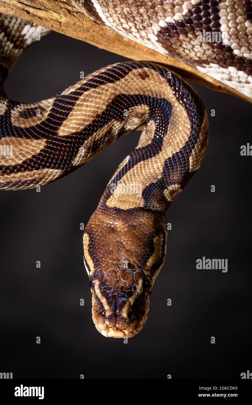 Royal Python (Python regius) Studio Photography Stock Photo - Alamy