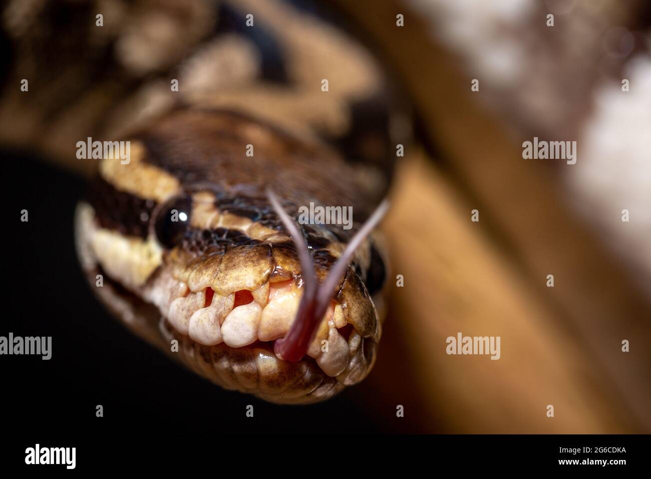 Coiled ball python royal hi-res stock photography and images - Alamy