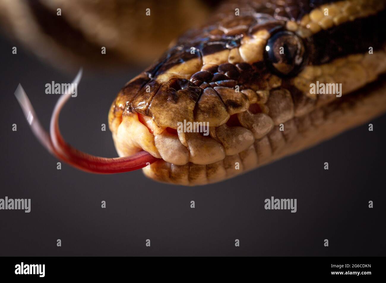 Royal Python (Python regius) Studio Photography Stock Photo - Alamy