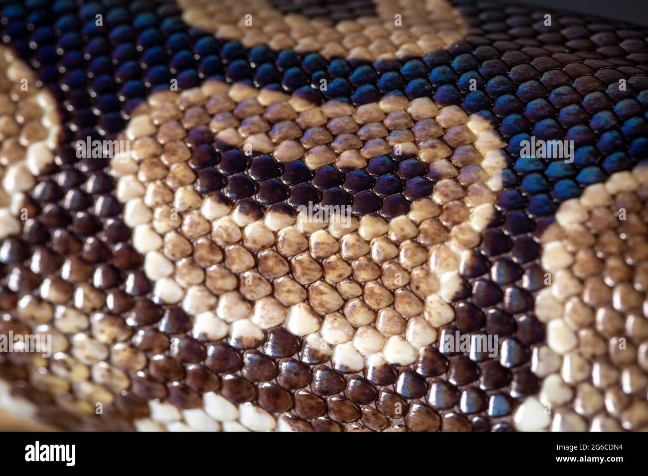 Royal Python (Python regius) Studio Photography Stock Photo - Alamy