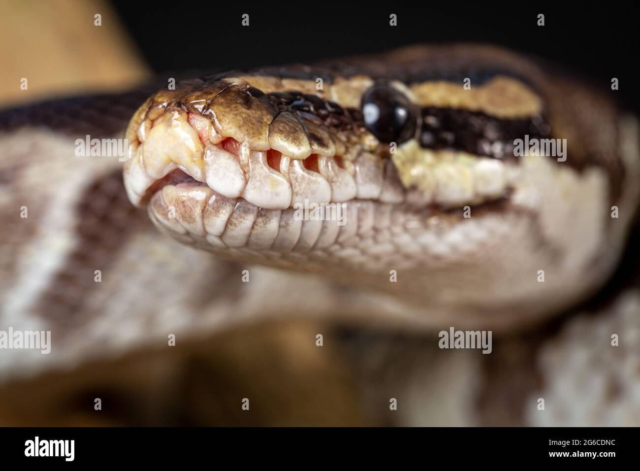 Royal Python (Python regius) Studio Photography Stock Photo - Alamy
