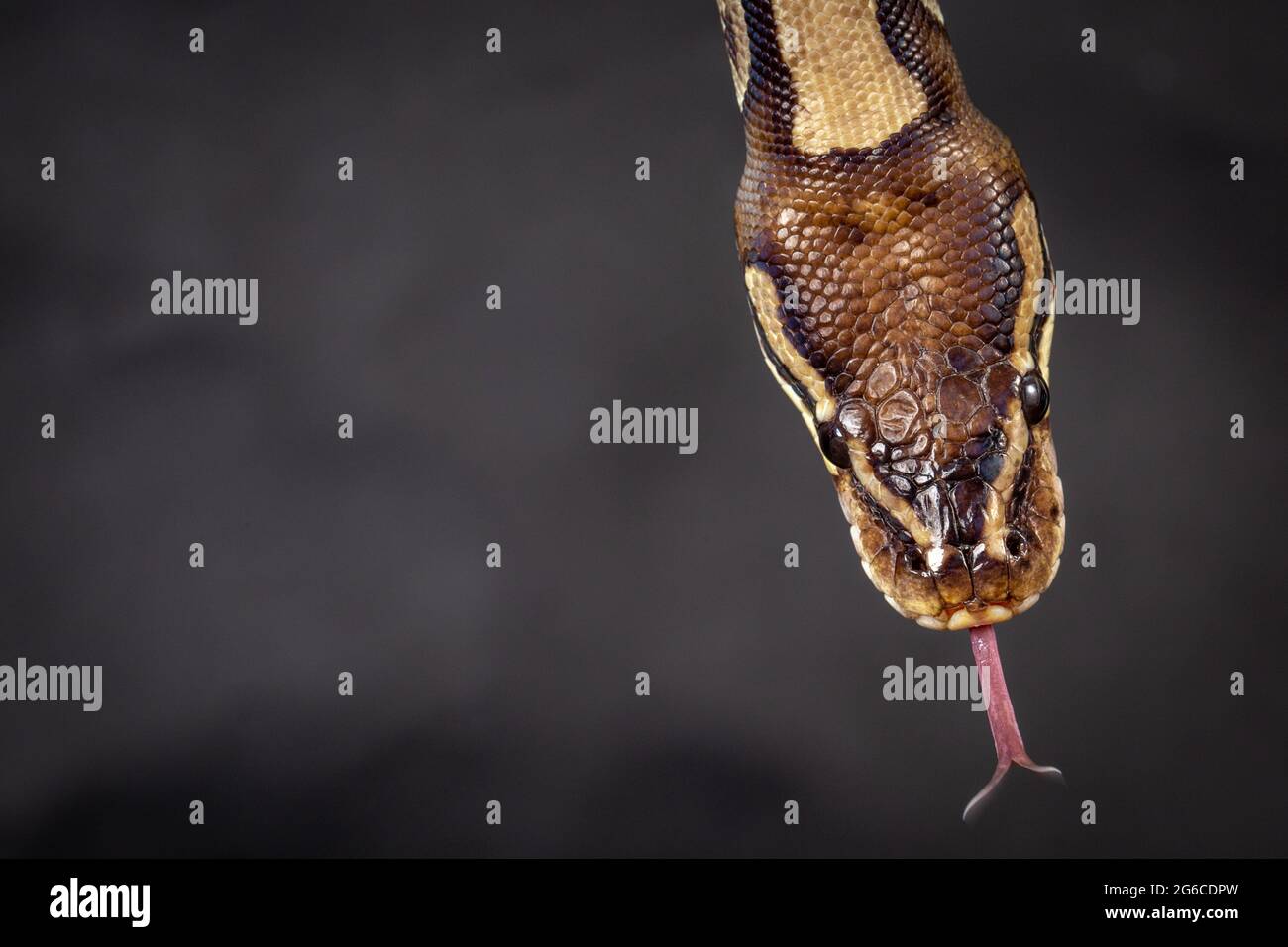 Royal Python (Python regius) Studio Photography Stock Photo - Alamy