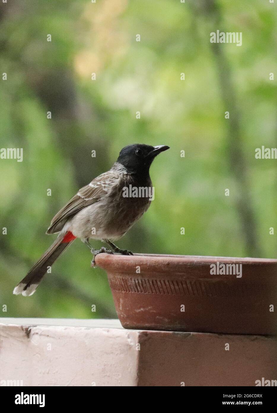 Red-vented bulbul Stock Photo