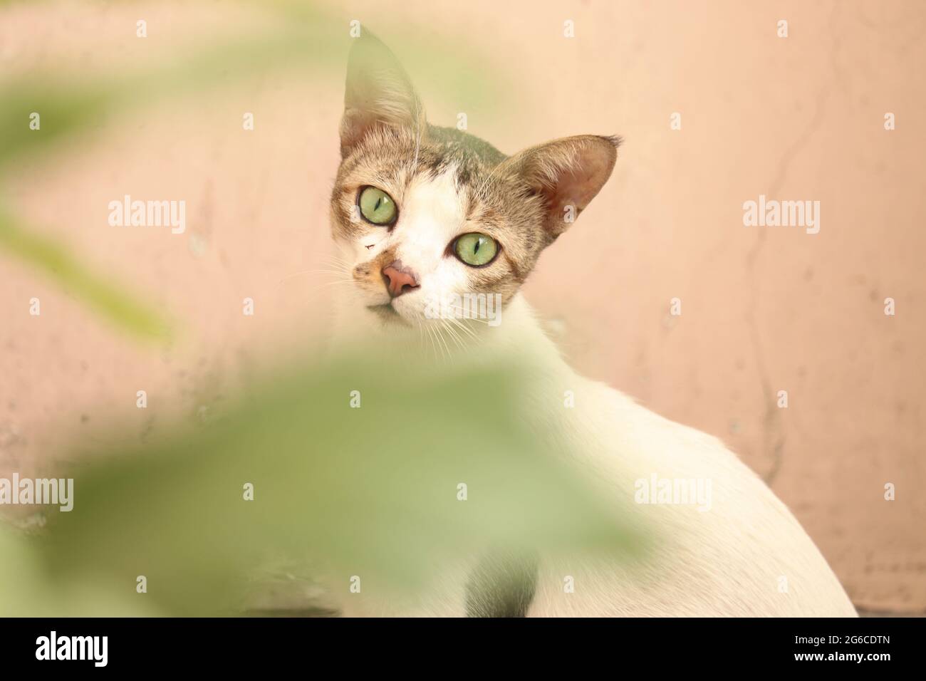 Indian stray cat Stock Photo