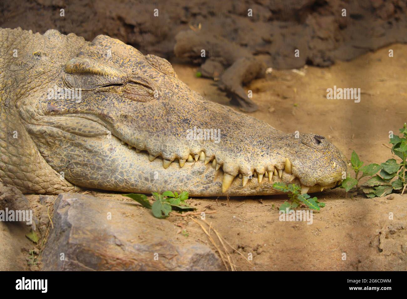 69,079 Crocodile Leather Images, Stock Photos, 3D objects