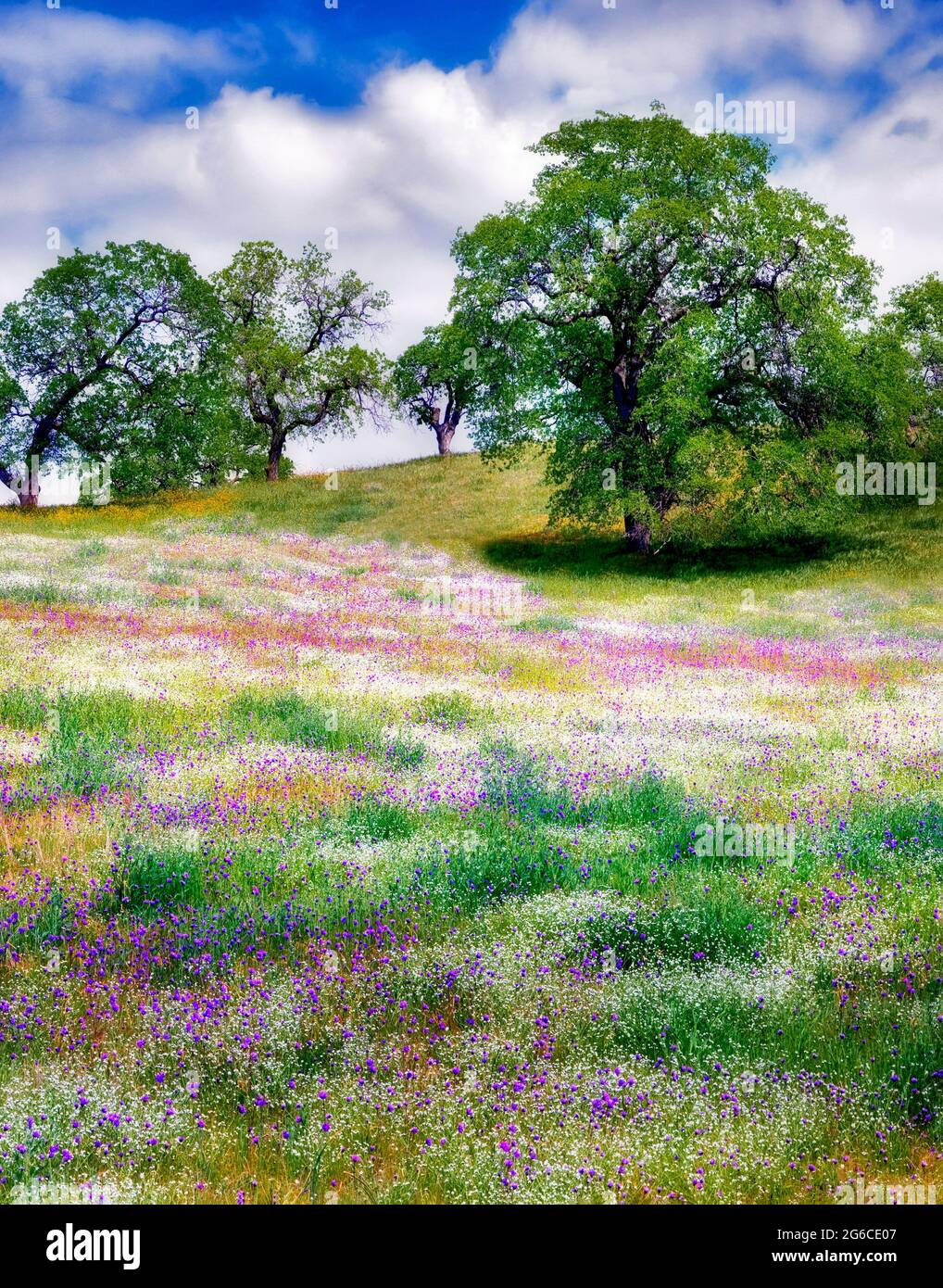 Mixture of wildflowers with oak trees. Kern County, California Stock