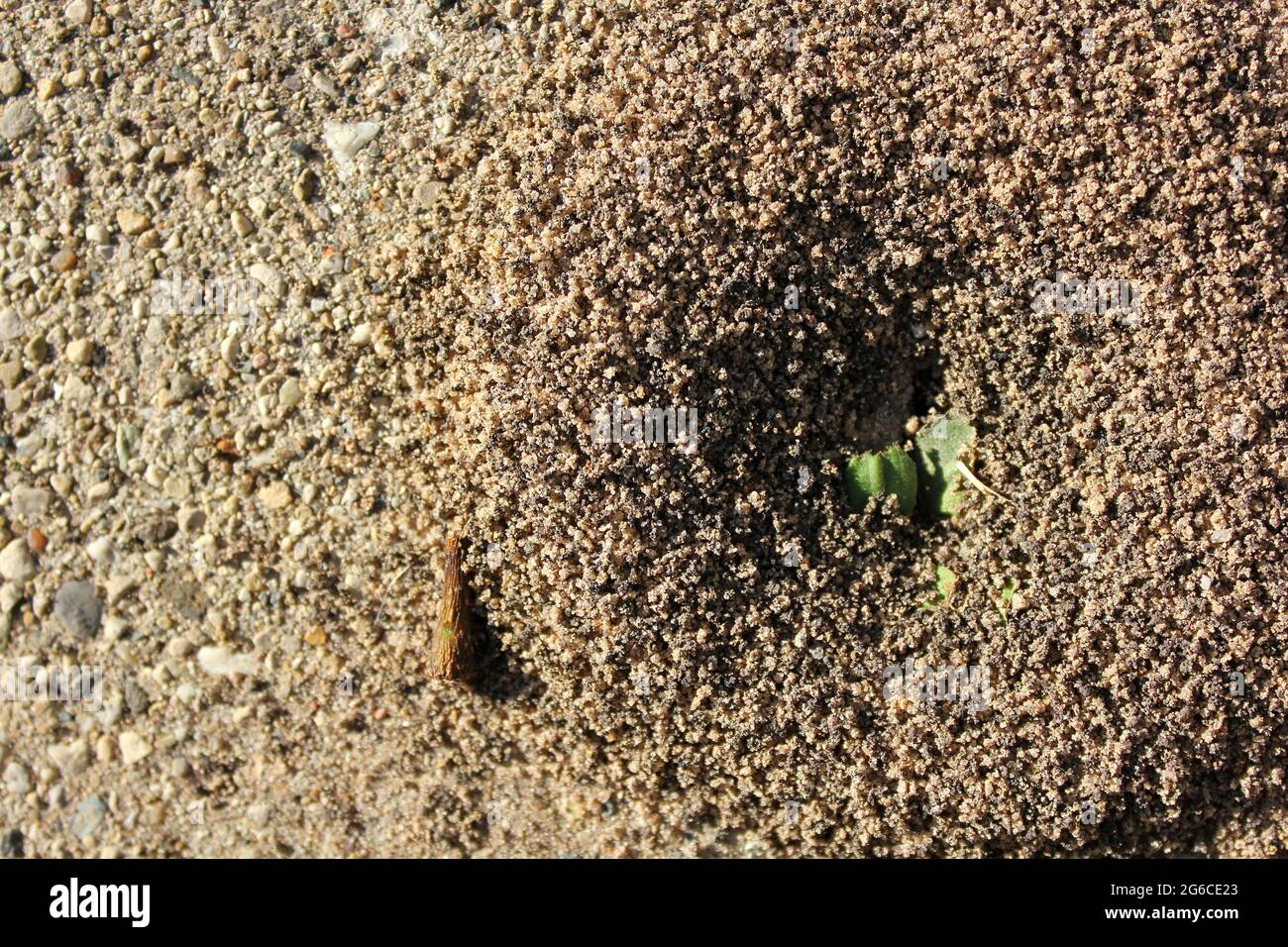 A growing ant hill in between the urban sidewalk cracks on a beautiful summer day. Stock Photo