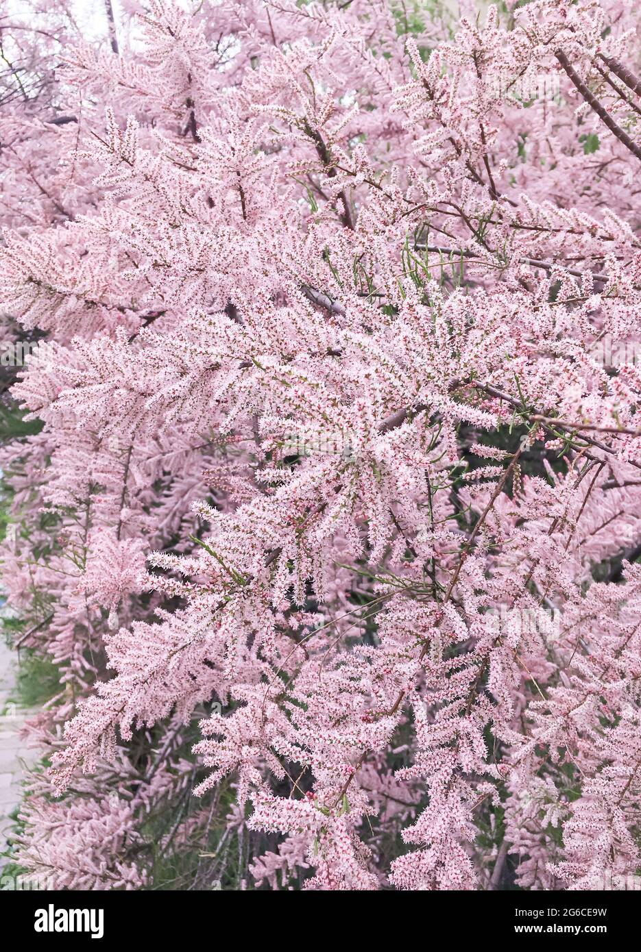 Tamarix ramosissima Pink Cascade in bloom in the spring.. Stock Photo