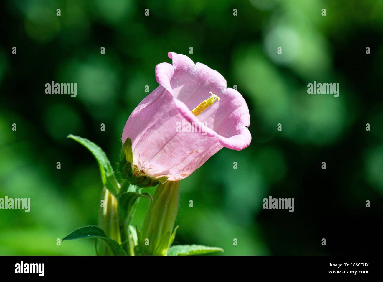 The pink flower of Canterbury bells (Campanula medium) Stock Photo