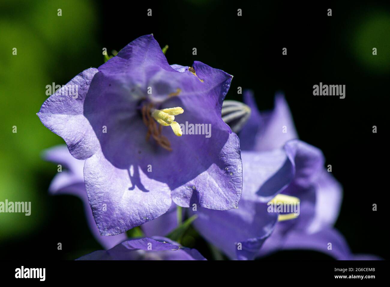 A fairy bellflower (Campanula persicifolia) Stock Photo