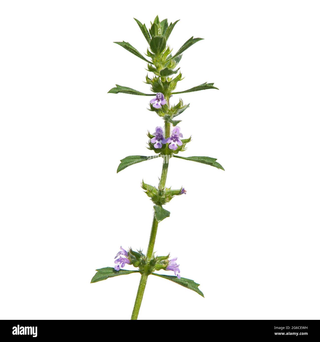 Basil thyme or spring savory isolated on white, Clinopodium acinos Stock Photo
