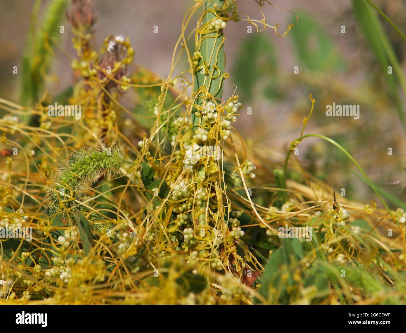 The greater dodder or European dodder, parasitic plant. Cuscuta