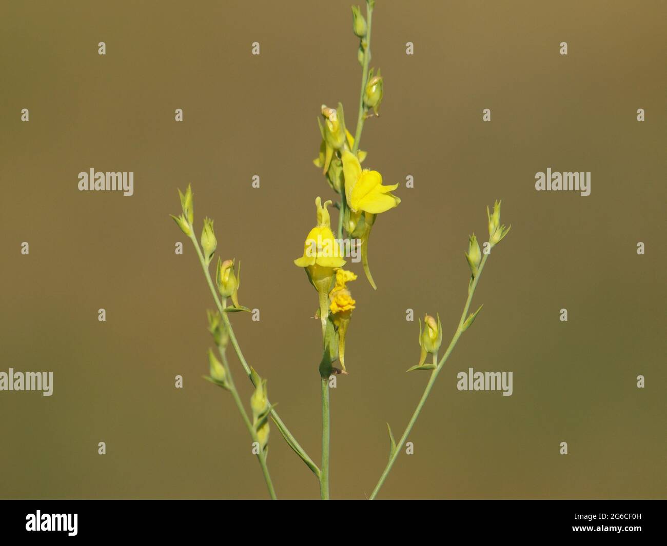 Yellow flower of Broomleaf or broom-leaved toadflax, Linaria genistifolia Stock Photo