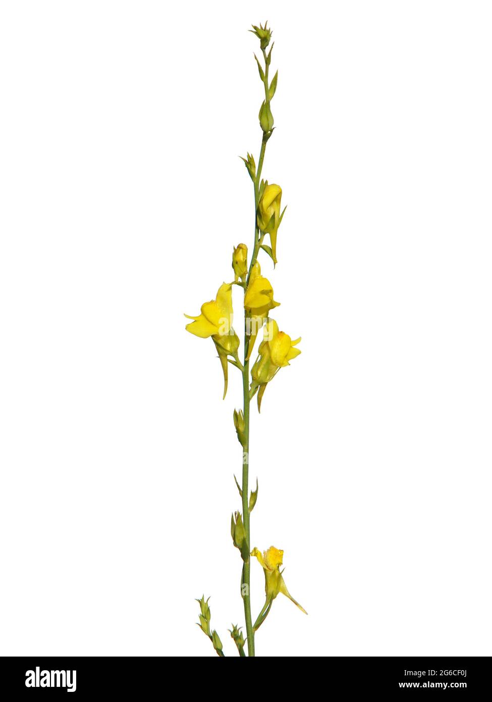 Yellow flower of Broomleaf or broom-leaved toadflax isolated on white, Linaria genistifolia Stock Photo
