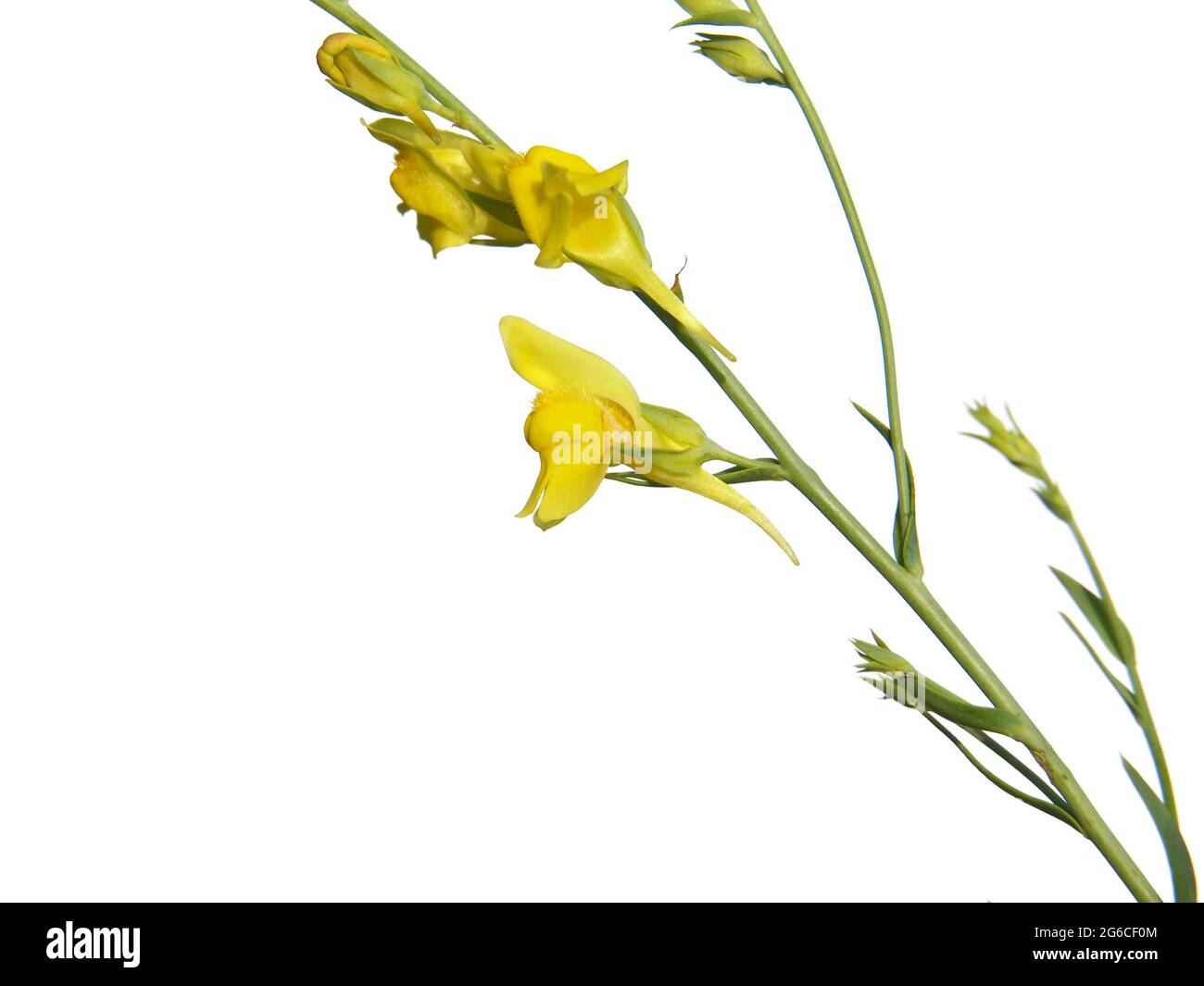 Yellow flower of Broomleaf or broom-leaved toadflax isolated on white, Linaria genistifolia Stock Photo