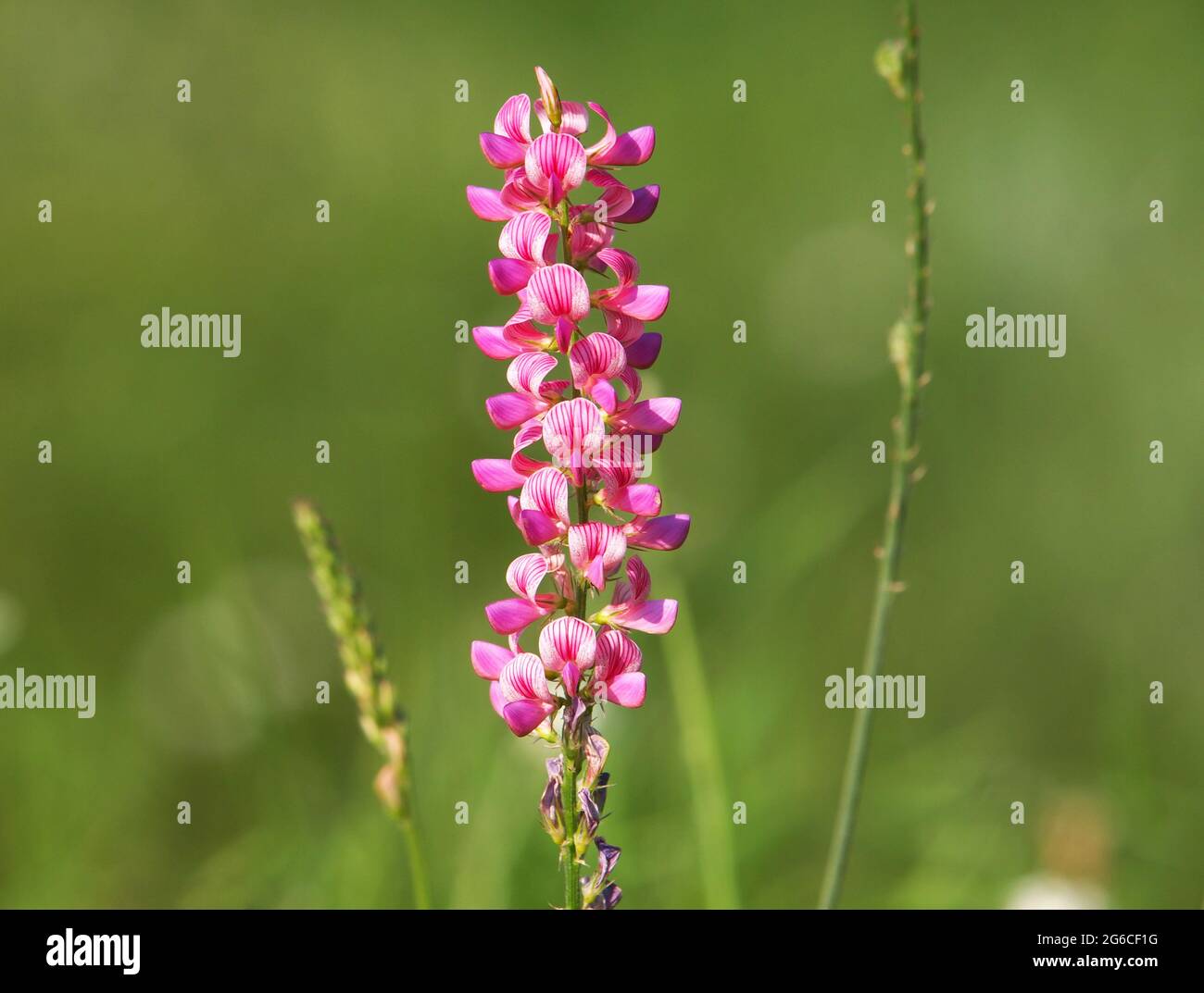 Pink flower of sainfoin, Onobrychis viciifolia Stock Photo