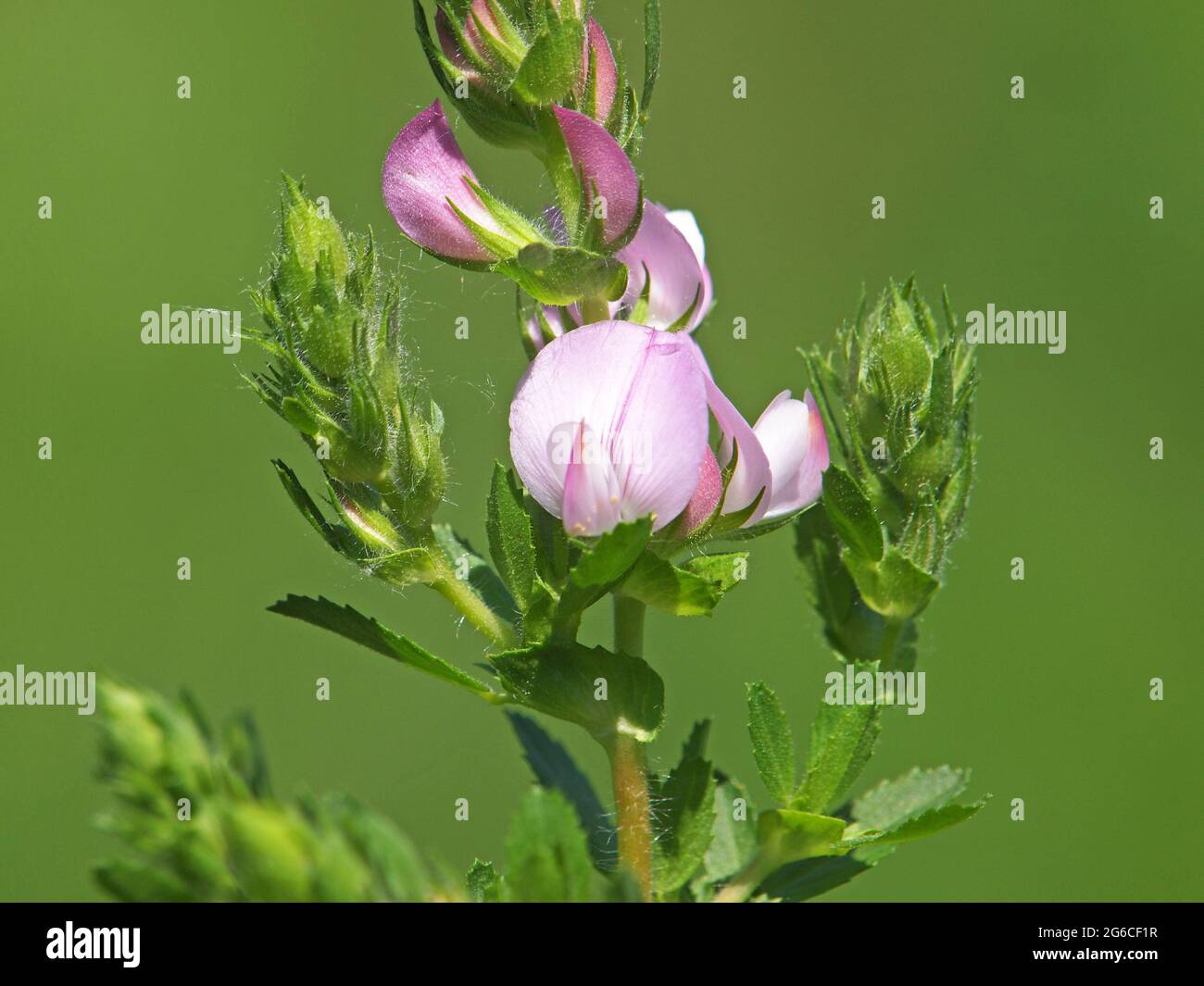 Field Restharrow blooming, Ononis arvensis Stock Photo