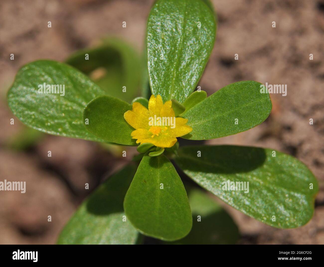 Yellow flower of Purslane plant, Portulaca oleracea Stock Photo - Alamy