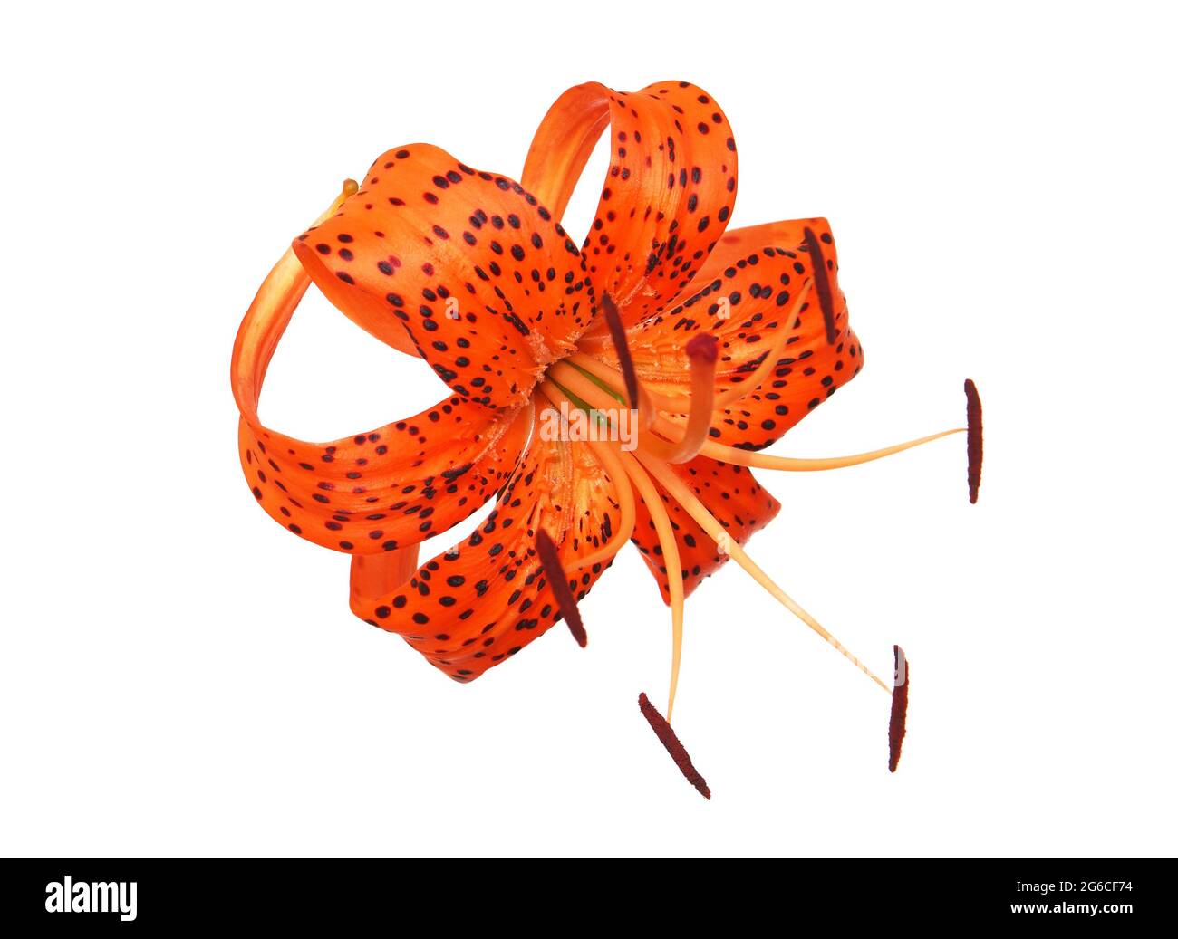 Orange Tiger lily flower isolated on white, Lilium lancifolium syn. L. tigrinum Stock Photo