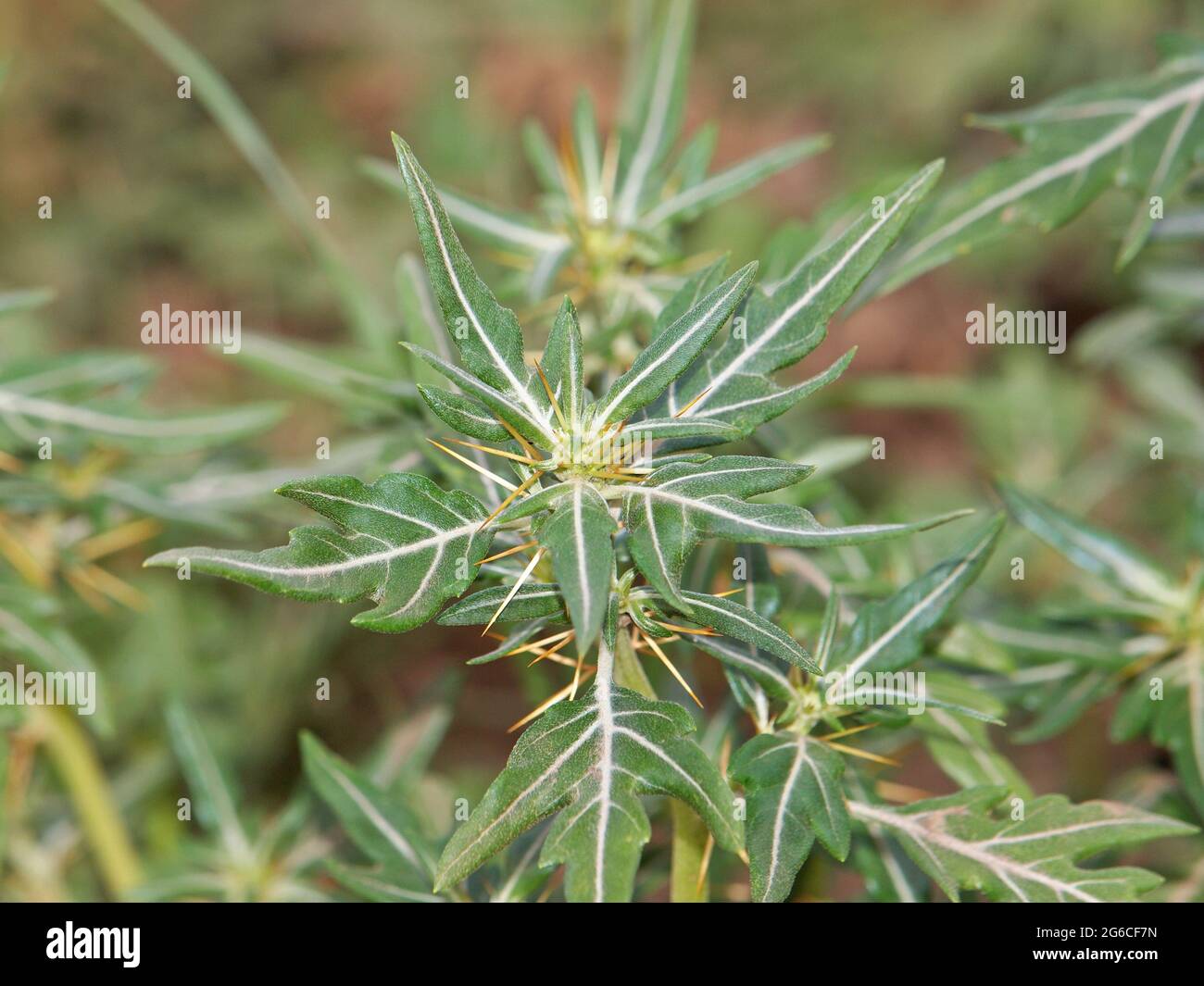 Spiny cocklebur plant, Xanthium spinosum Stock Photo