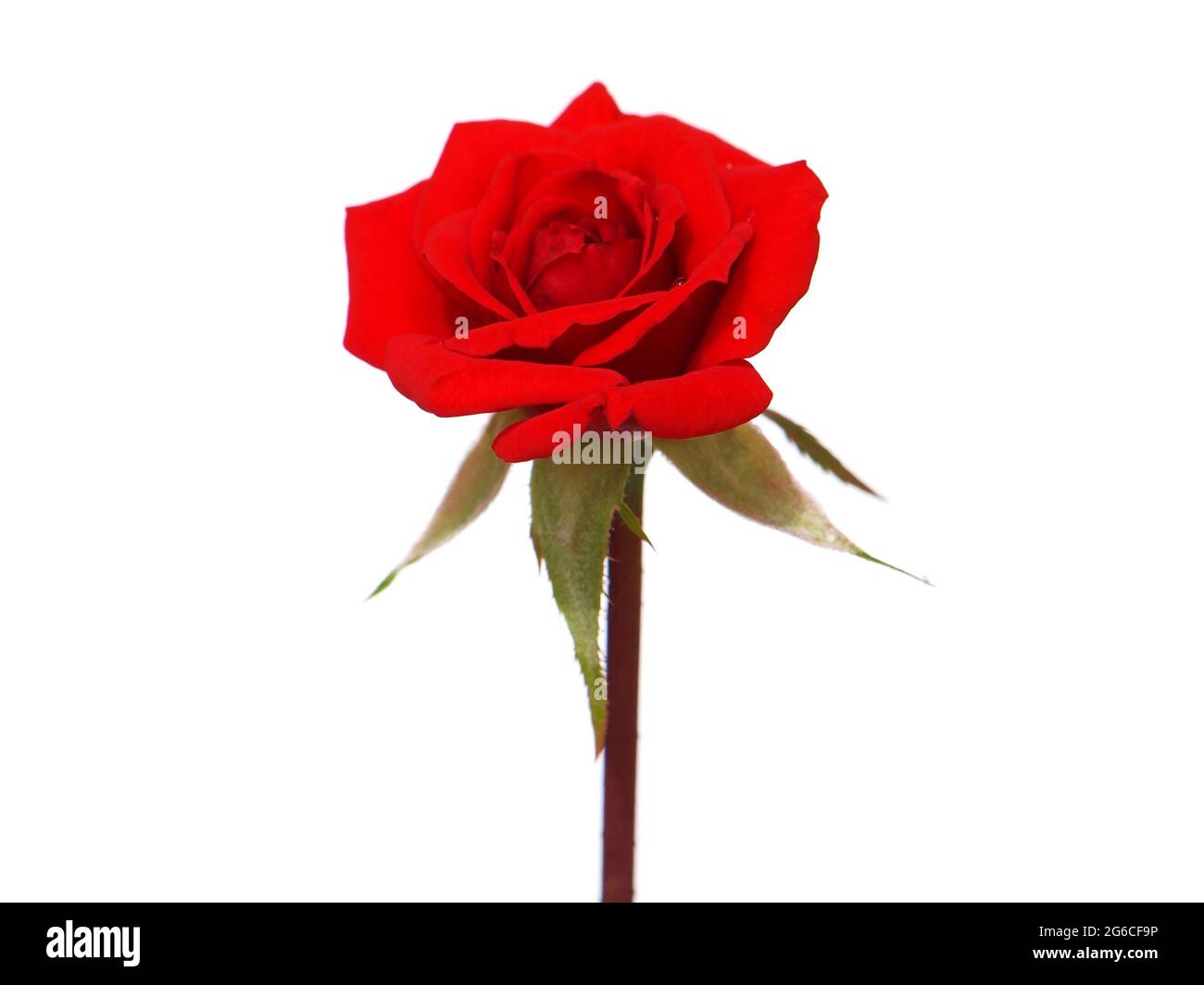 Red rose flower isolated on white background Stock Photo - Alamy
