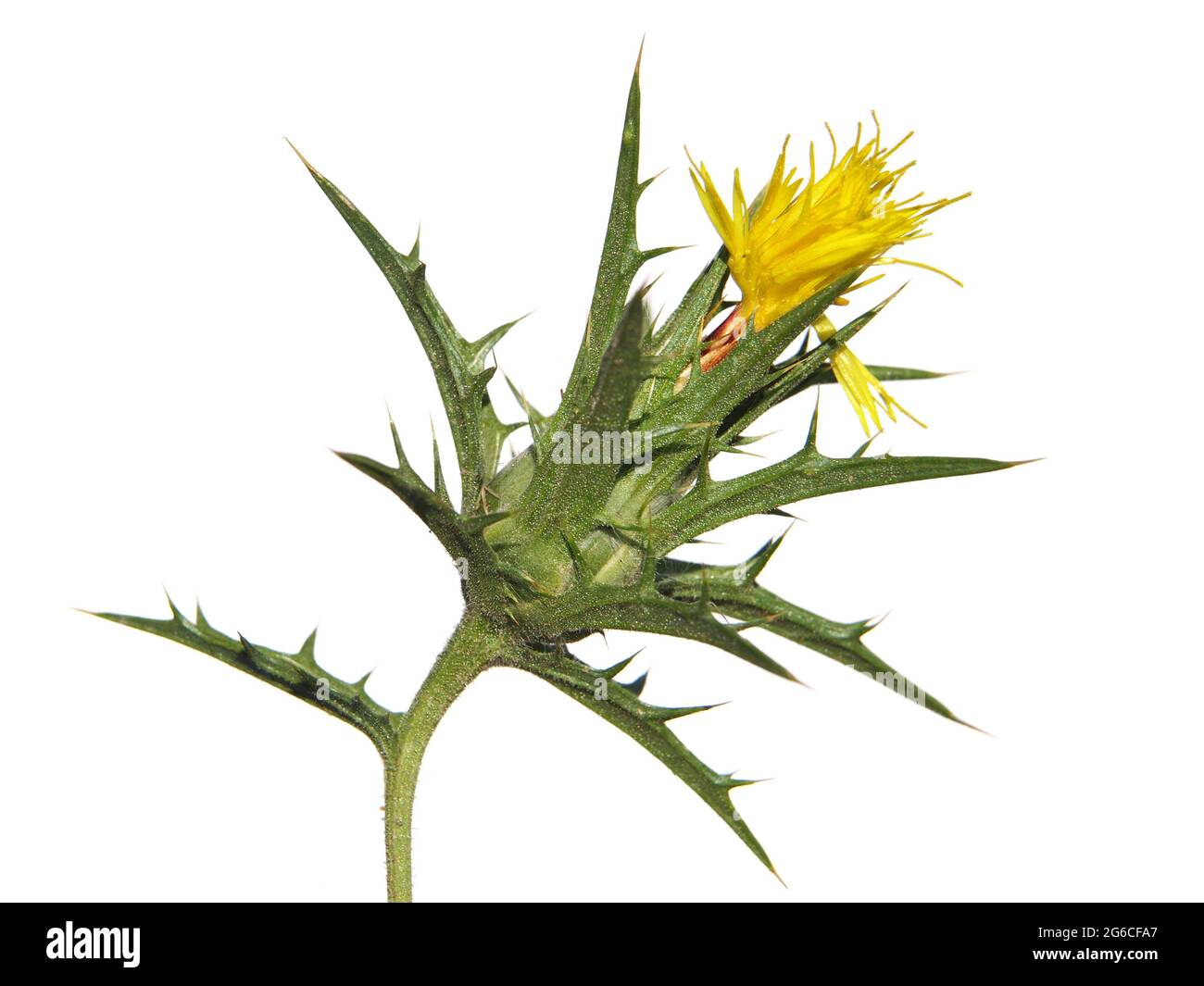 Yellow flower of woolly distaff thistle isolated on white, Carthamus lanatus Stock Photo