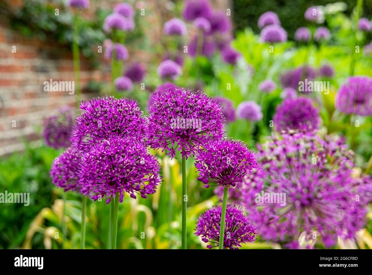 Close up of purple allium alliums hollandicum flowers flower flowering growing in a flowerbed garden in spring summer England UK Great Britain Stock Photo