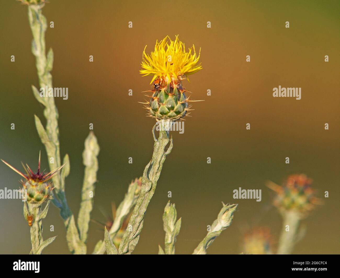 Yellow star-thistle flower, Centaurea solstitialis Stock Photo