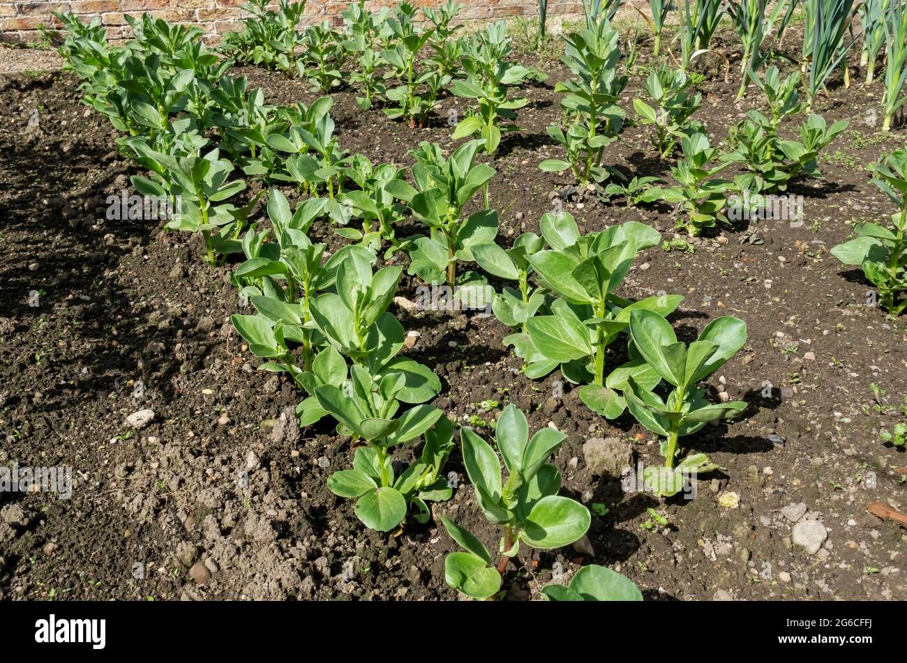 Rows of broad bean plants beans 'Super aquadulce' vegetable growing in the garden in spring England UK United Kingdom GB Great Britain Stock Photo