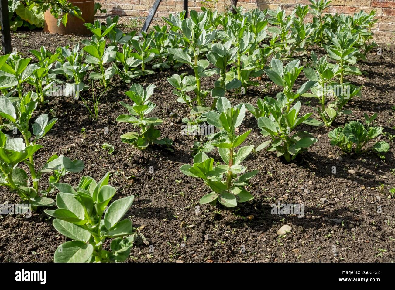 Rows of broad bean plants beans 'Super aquadulce' vegetable vegetables  growing in the garden in spring England UK United Kingdom GB Great Britain Stock Photo